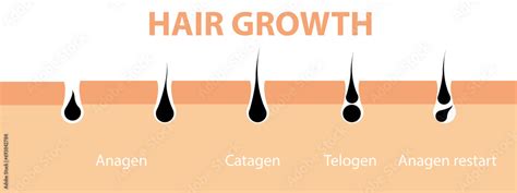 Hair growth cycle skin. Follicle anatomy anagen phase, hair growth ...