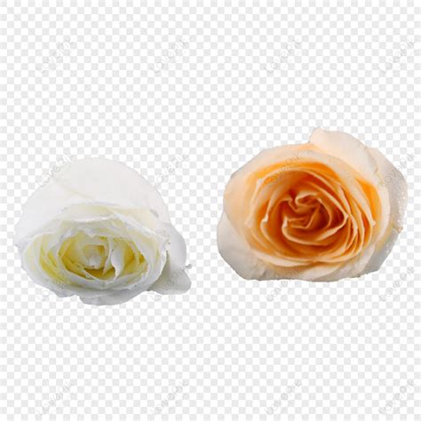 Elegant Flowers Roses Plant White Rose Bouquet PNG Hd Transparent Image