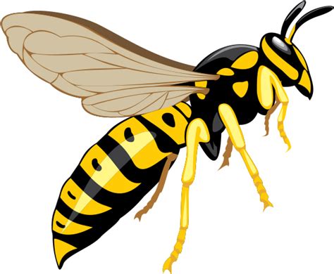 Wasp Png Photos Png All