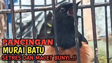 Pancingan Murai Batu Macet Bunyi Dan Setres Seketika Gacor Ngamuk