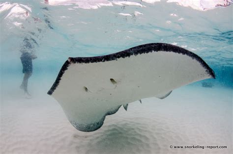 Snorkeling Stingray City - Grand Cayman