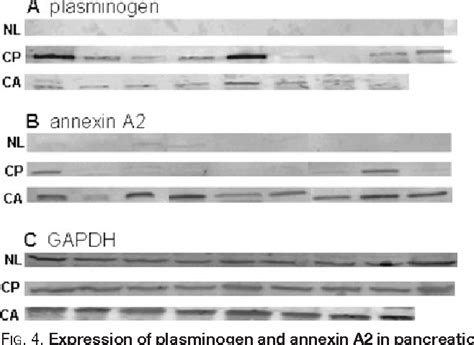 Figure 4 From Quantitative Proteomics Analysis Reveals That Proteins