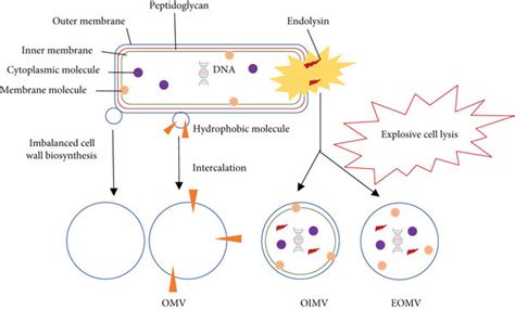 Gram Negative Bacteria Have Two Main Routes For Vesicle Formation