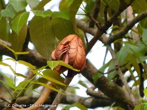 Medicinal Plants: Swietenia Macrophylla,, 60% OFF