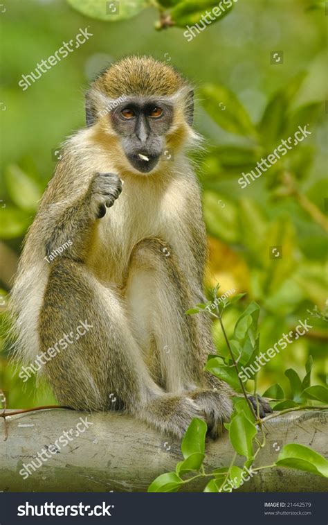 Green Monkey Wild Habitat Cercopithecus Sabaeus Stock Photo (Edit Now ...