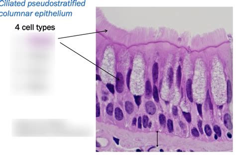 Respiratory epithelium Diagram | Quizlet