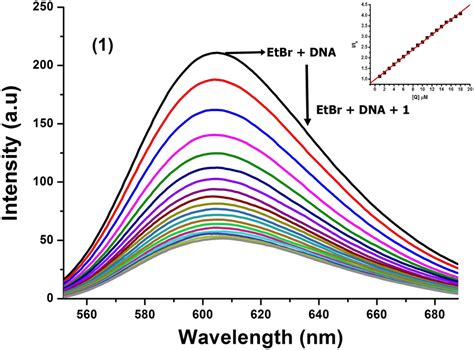 Fluorescence Quenching Spectra Of Etbr Bound To Dna By Complex 1 Download Scientific Diagram