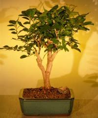 Orange Jasmine Bonsai Tree Care – Chinese Bonsai Garden