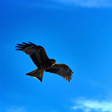 vogel meester alles  vogels