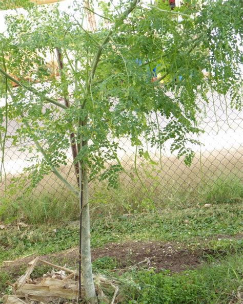 tree seeds seeds  india