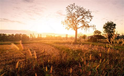 Paisagem Do Campo De Fazenda De Arroz Luz Do Nascer Do Sol Pela