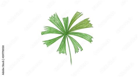 Ecology Concepts Illustration Of Licuala Spinosa Or Mangrove Fan Palm