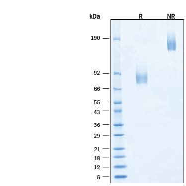 Recombinant Human B7 2 CD86 Fc Alexa Fluor 647 Protein AFR7625 Bio