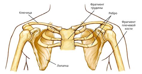 Ключица. Большая российская энциклопедия