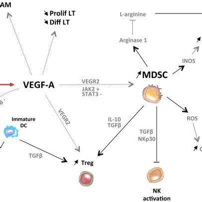 Pro Angiogenic Factors Induce The Development Of An Immunosuppressive