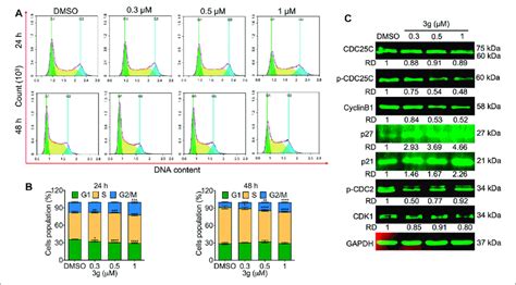 3g Arrests The Cell Cycle In K562 Cells A Cell Cycle Arrest Download Scientific Diagram