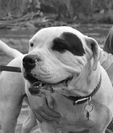 Union Ridge American Bulldogs | Burlington NC