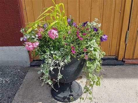 Samplantera Sommarblommor I Kruka Urna Eller Ampel Och Den Pryder Sin