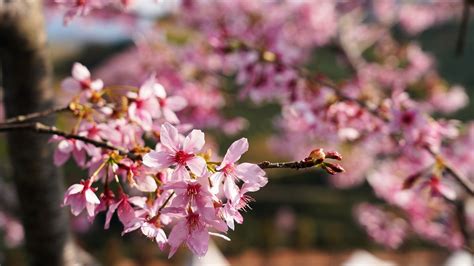 Cherry Blossom Flowers Tree - Free photo on Pixabay - Pixabay