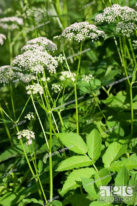 Ground Elder Aegopodium Podagraria Germany Stock Photo Picture And