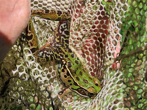 Maryland Biodiversity Project Mid Atlantic Coast Leopard Frog