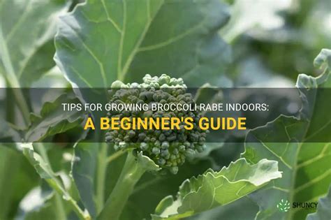 Tips For Growing Broccoli Rabe Indoors A Beginners Guide Shuncy