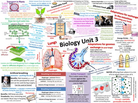 Biology Unit 3 Summary Posters