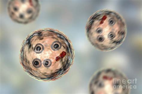 Cysts Of Entamoeba Histolytica Protozoan Photograph By Kateryna Kon Science Photo Library Pixels