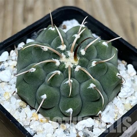 SHPR22787 Gymnocalycium vatteri 1 spines Кактус онлайн