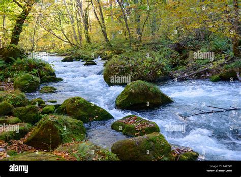 Autumn of Oirase Gorge in Aomori, Japan Stock Photo - Alamy