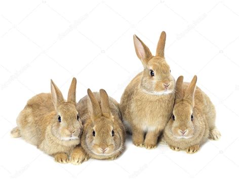 Group of young golden rabbits sitting on white — Stock Photo © kozzi2 #14093081