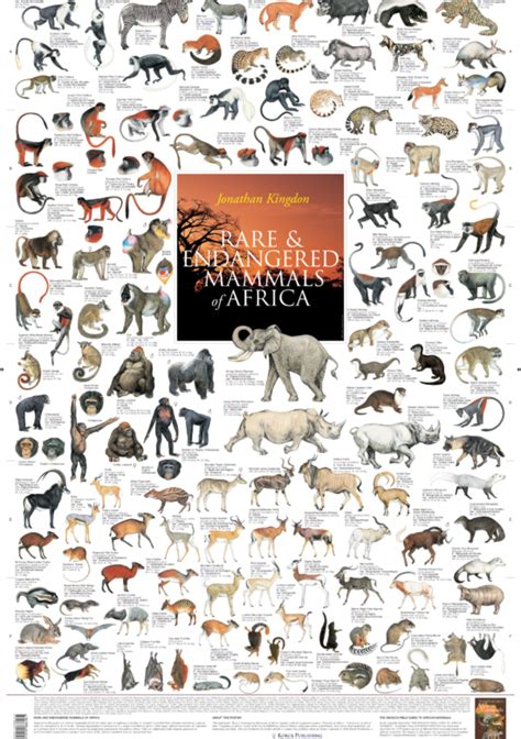 Mammals of Africa Archives | Korck Posters