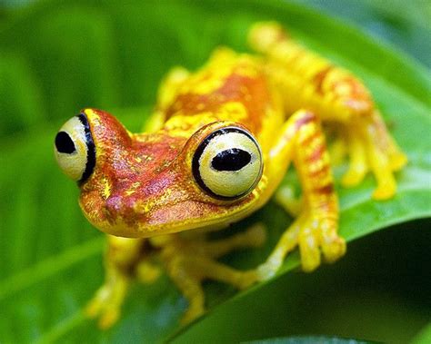 Hypsiboas Picturatus Imbabura Treefrog In Provincia Esmeraldas Ecuador