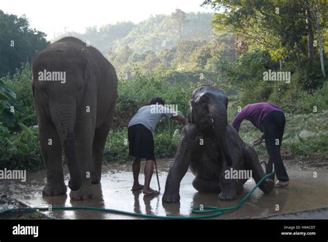 Mahouts Elephant Trainer Washing An Elephant At The Anantara Golden