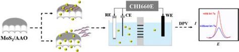 阳极氧化铝膜支持的 Mos2 纳米片：一种用于 Microrna 无标记电化学检测的有效界面analytica Chimica Acta