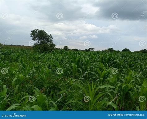 Maize Plantation in Uganda East Africa Stock Photo - Image of ...