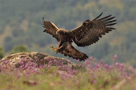 Golden Eagle Facts Descubra a emoção das apostas o bet aposta ganha