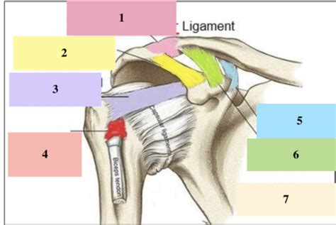 Shoulder Joint Ligament Flashcards Quizlet