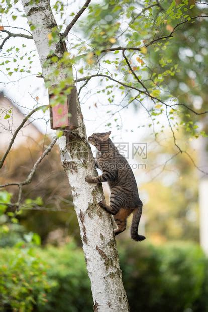 虎斑家养短毛猫爬上白桦树高清图片下载 正版图片503889922 摄图网