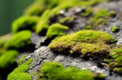 Why Does Moss Grow on Trees in the South?