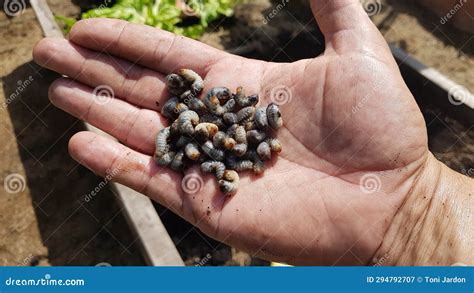 Grub Worm In Farmer S Hand Pest In The Vegetable Garden Of Grub Worm Many White Chafer Grub