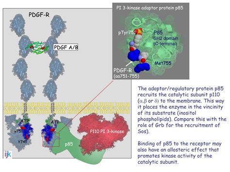 Ppt Pi Kinase Pkb Protein Synthesis And Cellular Survival