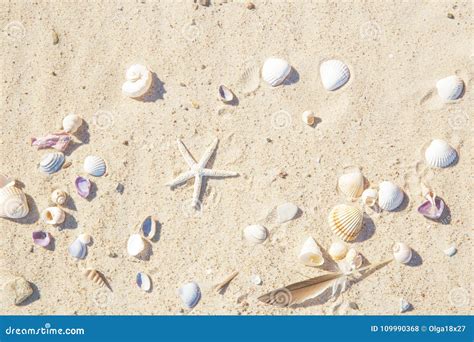 Top View Of Beach Sand With Shells And Starfish Summer Background