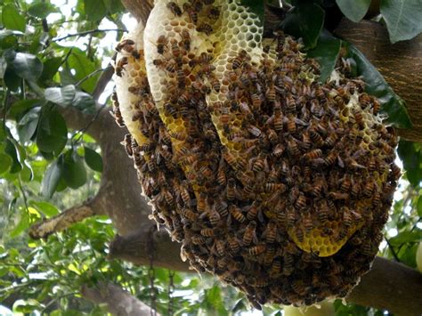 Cartoon Bee Hive Inside