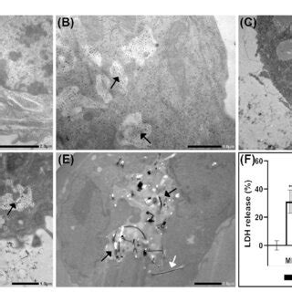 Cellular Uptake And Effects On Membrane Permeability At H