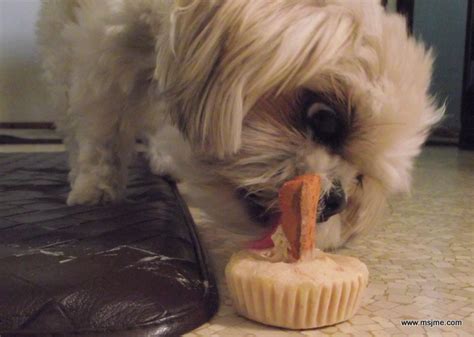 Cold Dog Treats aka Frosty Yummy for the Pup | Just My Experience