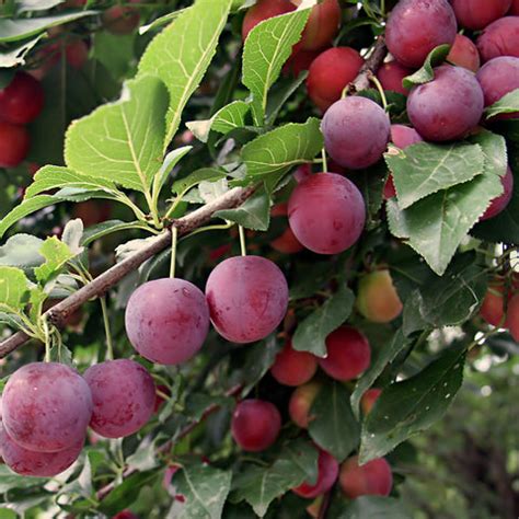 American Plum Tree – Northern Ridge Nursery