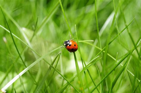 783409 Ladybugs Insects Grass Rare Gallery Hd Wallpapers