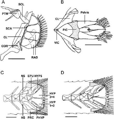 Pectoral And Pelvic Girdles And Caudal Skeleton Of Two Gobiid Species