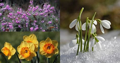 20 Flowers That Bloom In Winter - Gardening Channel